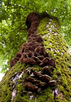 Closeup of some fungus growing on a tree