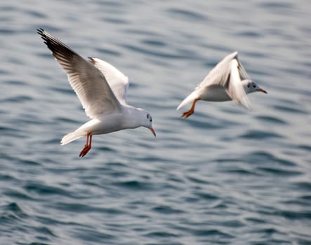 sea gull above the sea close up shoot