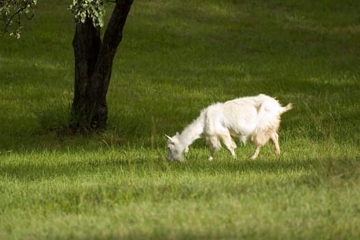 white goat eating grass on country side