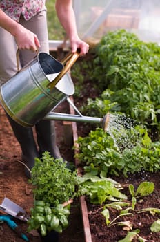 Young woman watering plants in glasshouse close up