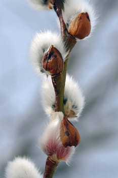 Heralds of Spring - Soft Palm Catkins