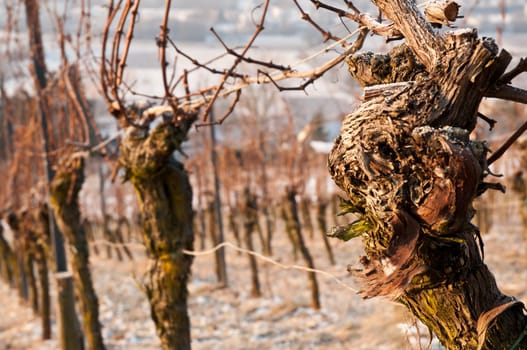 An old vine in a German vineyard in cold winter