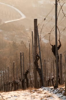 A vineyard in Germany in winter in the morning light