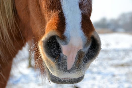 Horse