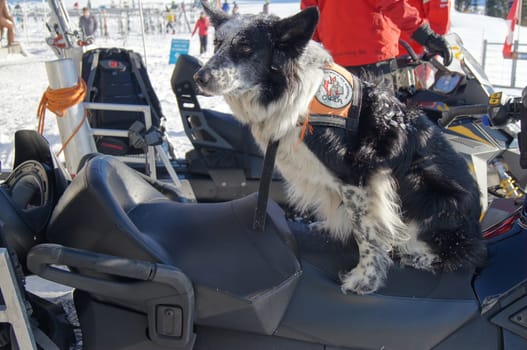 Canadian Rescue Dog
