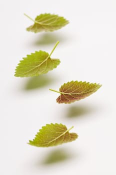 Fresh green mint leaves floating in air