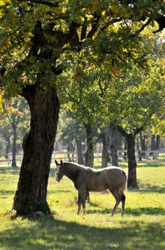 Grey horse in nature under the tree