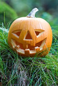 Orange halloween pumpkin on grass close up shoot