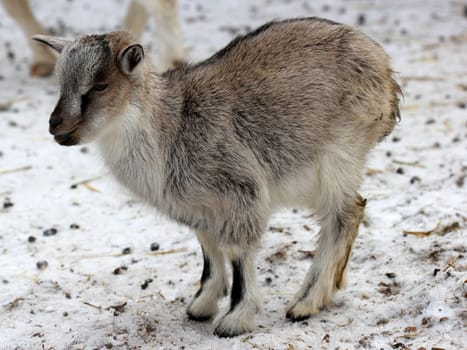 Dwarf goat cub in the wintry Sababurg Zoo