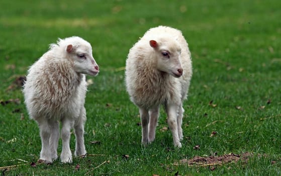 Sheep