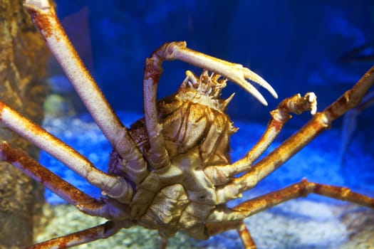 Japanese giant crab,lives exclusively in the Pacific around Japan