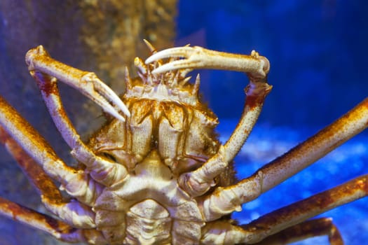 Japanese giant crab,lives exclusively in the Pacific around Japan