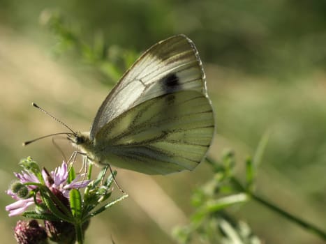 Green-veined white