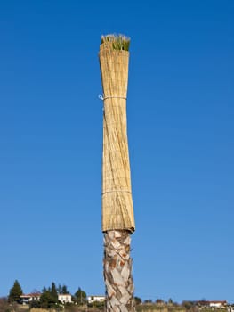palm treee protected from the cold and winter