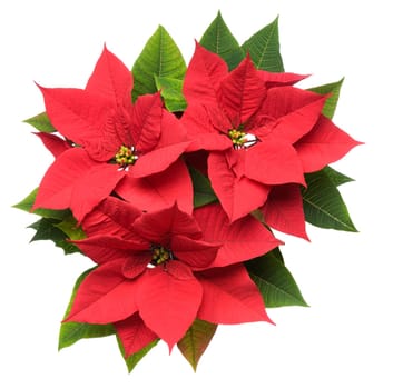 Poinsettia plant isolated on white close up