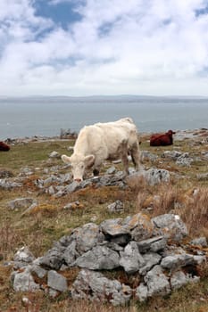 cattle grazing on the rocky lanscape of the burren in county clare ireland