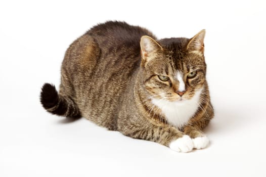The image shows my cat Lilly over a white background