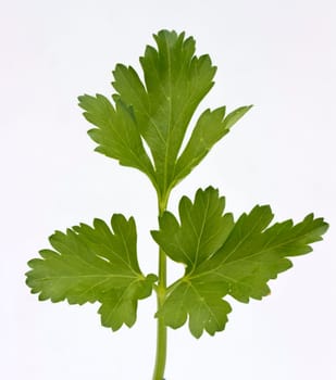 Stock Photo: sprig of parsley is isolated on white background