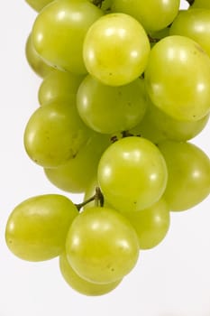 Green Grapes (Muscat)  beautiful freshly cut and photographed cluster isolated