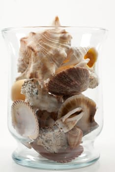 clear glass jar or vase filled with sea shells