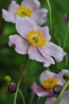 Autumn anemones