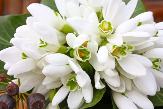 A little bouquet of snowdrops isolated on white