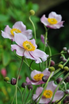Autumn anemones