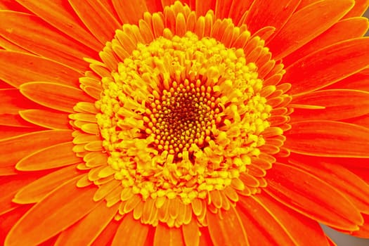 Flower of an orange gerber close-up