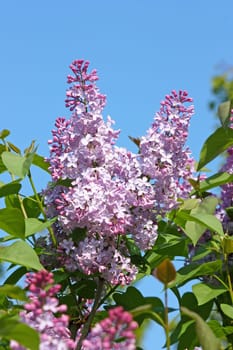 flower of lilac in sunny spring day