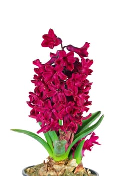 One beautiful pink hyacinth isolated on white