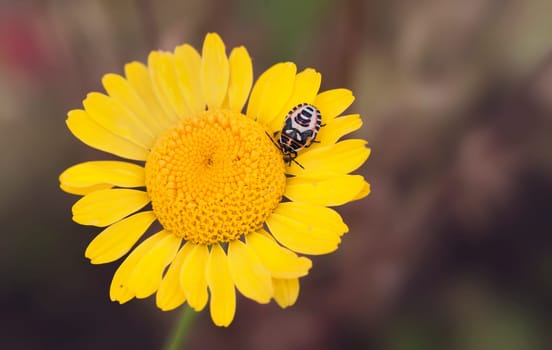 Flower of the willow-leaved oxeye with cabbage bug larva