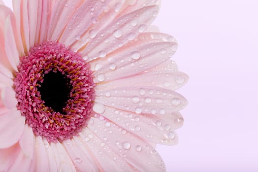 Gerbera with water drops,close-up of flower in purple shade