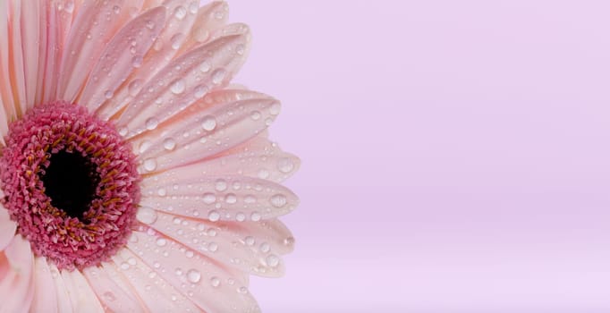 Gerbera with water drops,close-up of flower in purple shade