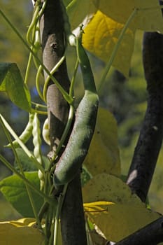Runner beans in a vegetable garden