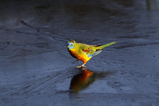 Beauty parakeet on a frozen pond