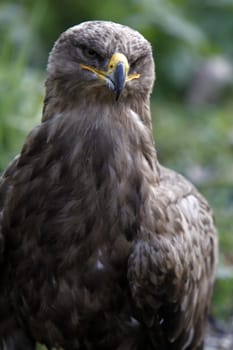 Steppe eagle