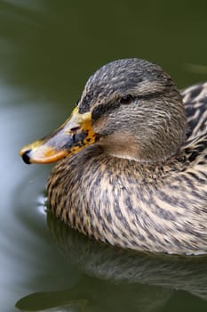Mallard (female)