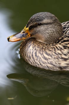Mallard (female)