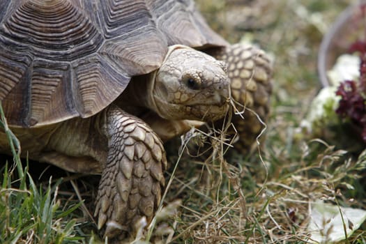 spurred tortoise