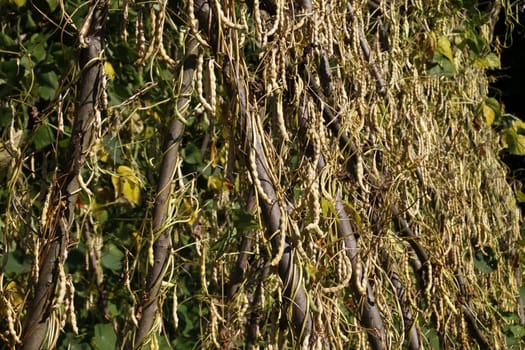 Runner beans in a vegetable garden