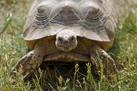 spurred tortoise