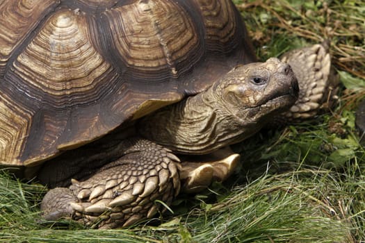 spurred tortoise