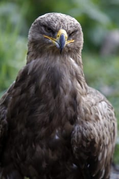 Steppe eagle