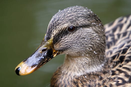 Mallard (female)