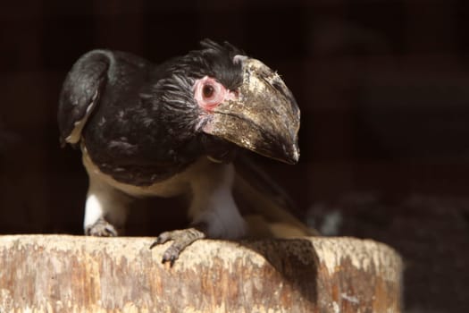 Trumpeter hornbill