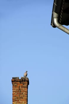 Pigeon on a chimney