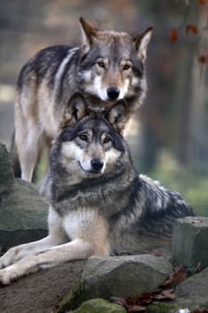 Timber Wolves