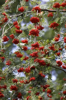 Rowan berries (mountain ash)