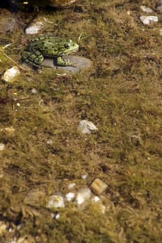 Common water frog