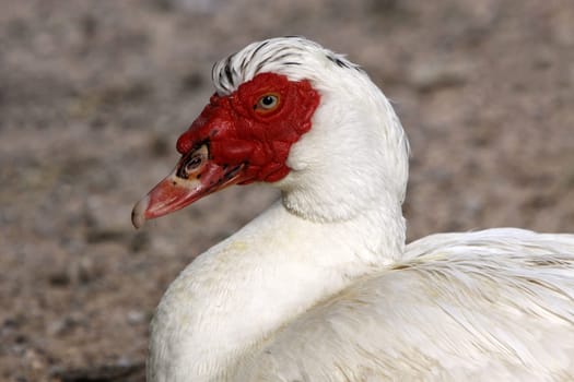 Wart duck